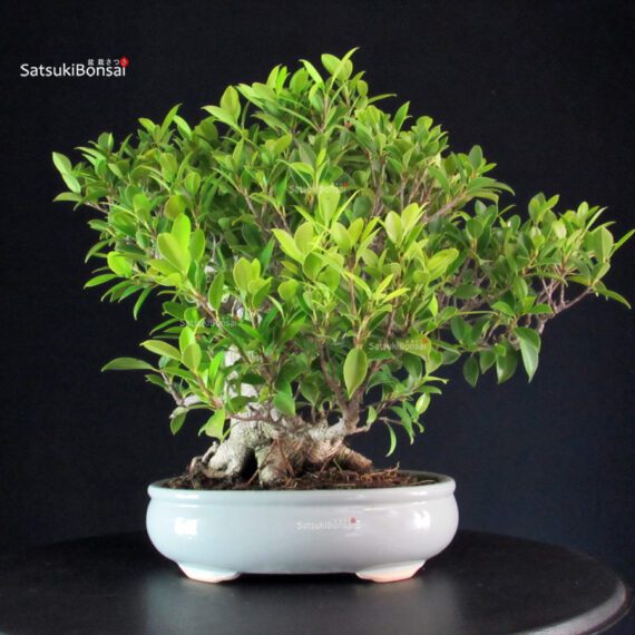 Ficus Retusa - immagine 3