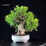 Ficus Retusa - immagine 4