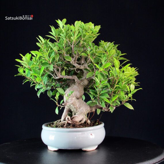 Ficus Retusa - immagine 4