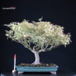 Acer palmatum Butterfly