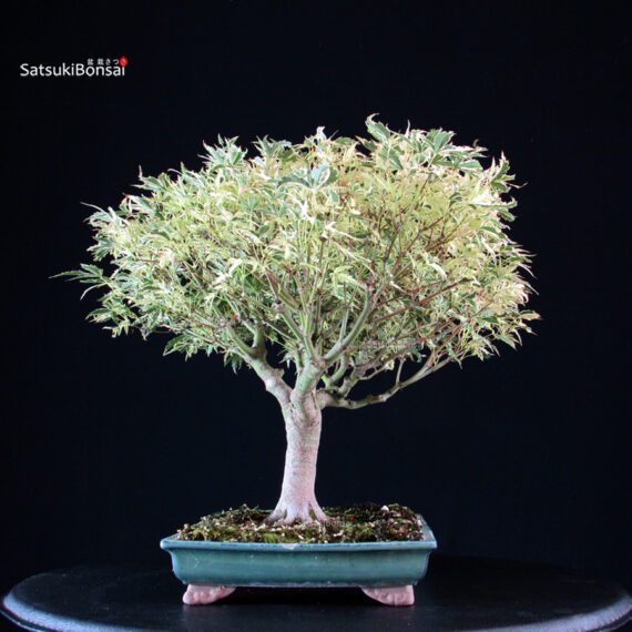 Acer palmatum Butterfly - immagine 2