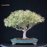 Acer palmatum Butterfly - immagine 3