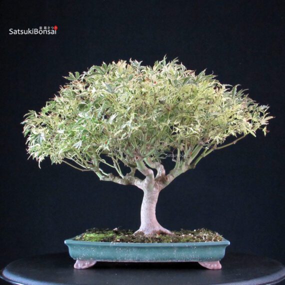 Acer palmatum Butterfly - immagine 3