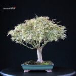 Acer palmatum Butterfly - immagine 4
