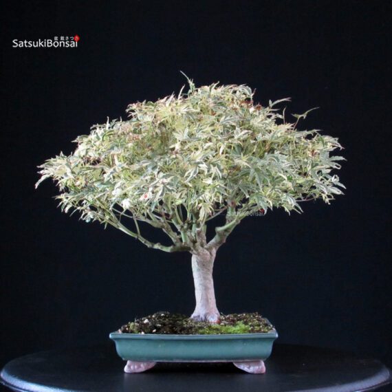 Acer palmatum Butterfly - immagine 4