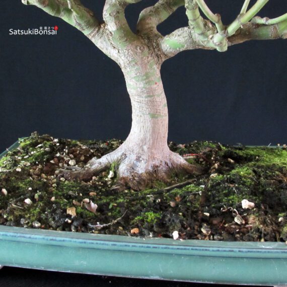 Acer palmatum Butterfly - immagine 5