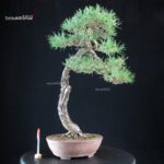 Pinus Sylvestris - Pino silvestre yamadori