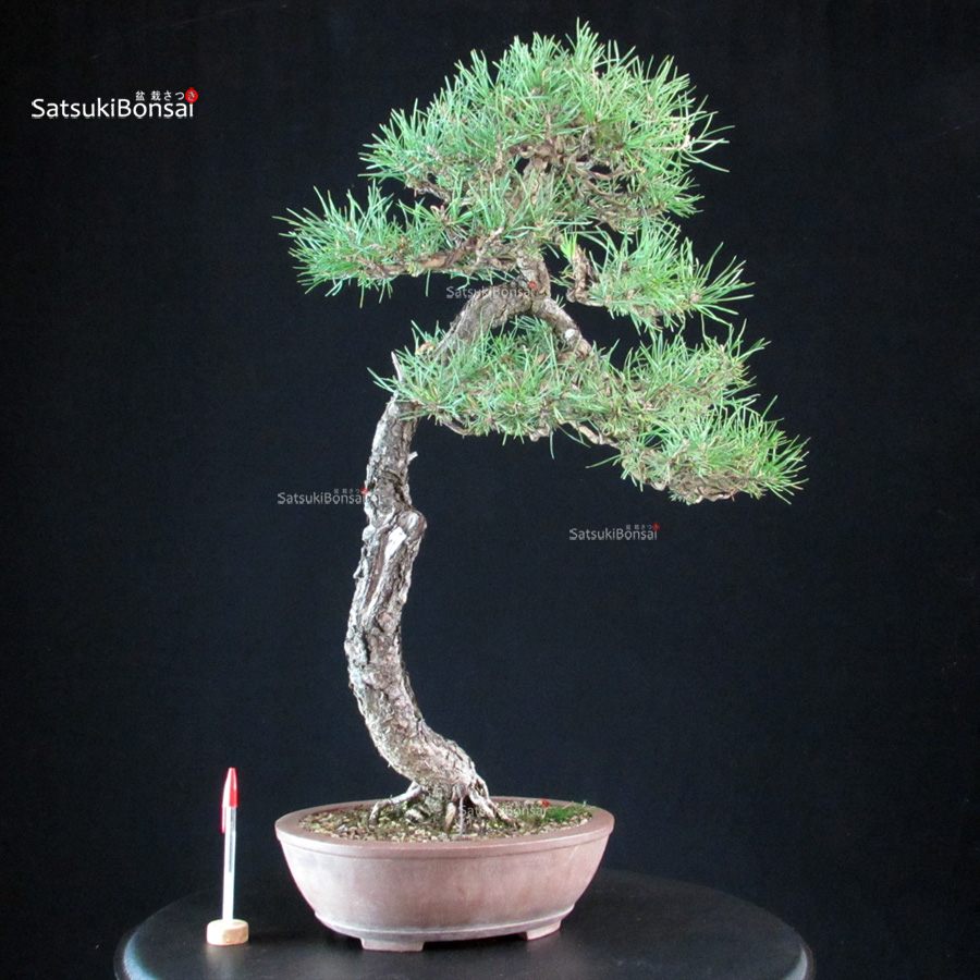 CV-26039_1-Pinus-Sylvestris Pinus Sylvestris - Pino silvestre yamadori - immagine 1