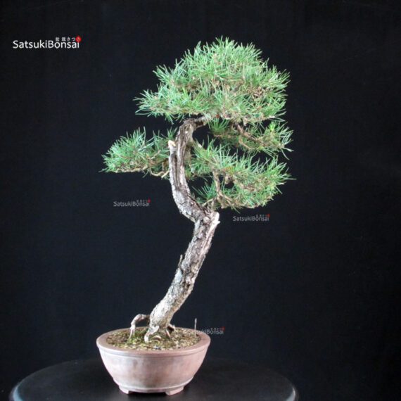 Pinus Sylvestris - Pino silvestre yamadori - immagine 2