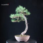 Pinus Sylvestris - Pino silvestre yamadori - immagine 3