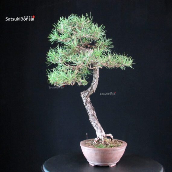 Pinus Sylvestris - Pino silvestre yamadori - immagine 4