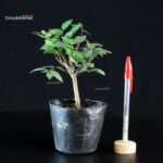 Zelkova Serrata - Keyaki