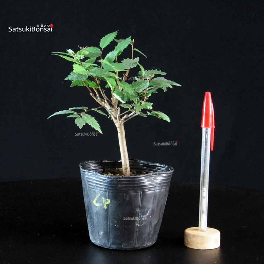 CV-26040-1-Zelkova-Serrata---Keyaki Zelkova Serrata - Keyaki - immagine 1