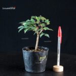 Zelkova Serrata - Keyaki