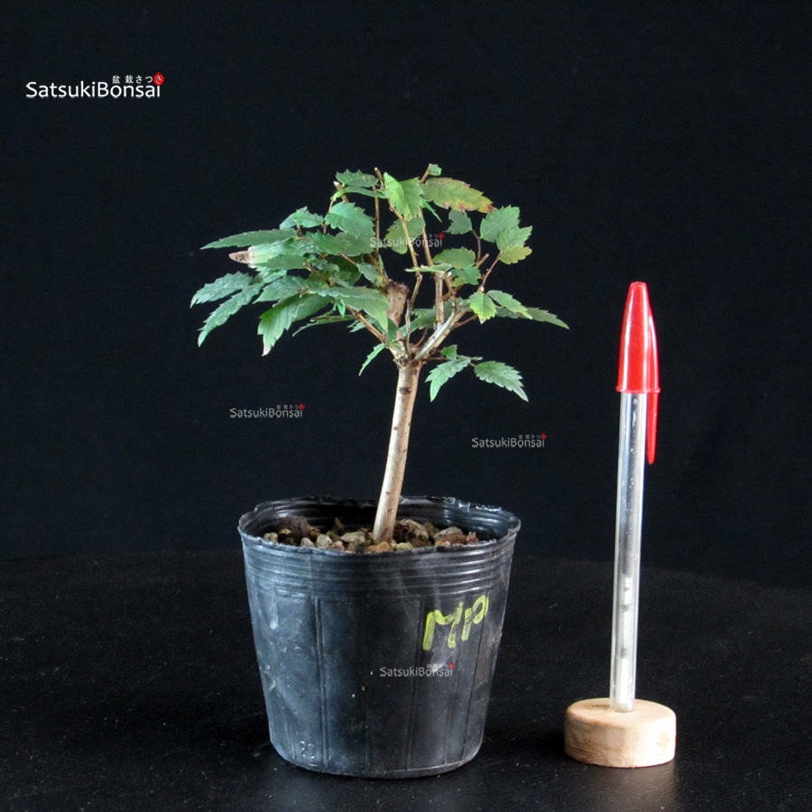 CV-26040-10-Zelkova-Serrata---Keyaki Zelkova Serrata - Keyaki - immagine 1