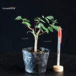 Zelkova Serrata - Keyaki