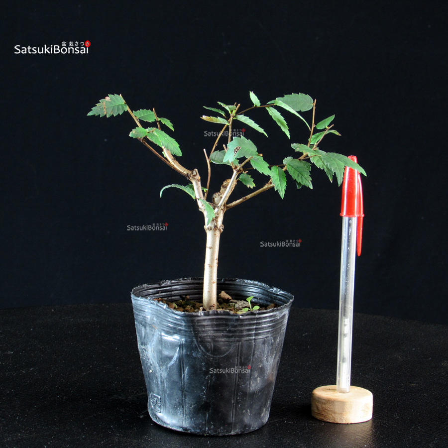 CV-26040-11-Zelkova-Serrata---Keyaki Zelkova Serrata - Keyaki - immagine 1