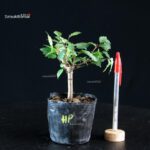 Zelkova Serrata - Keyaki