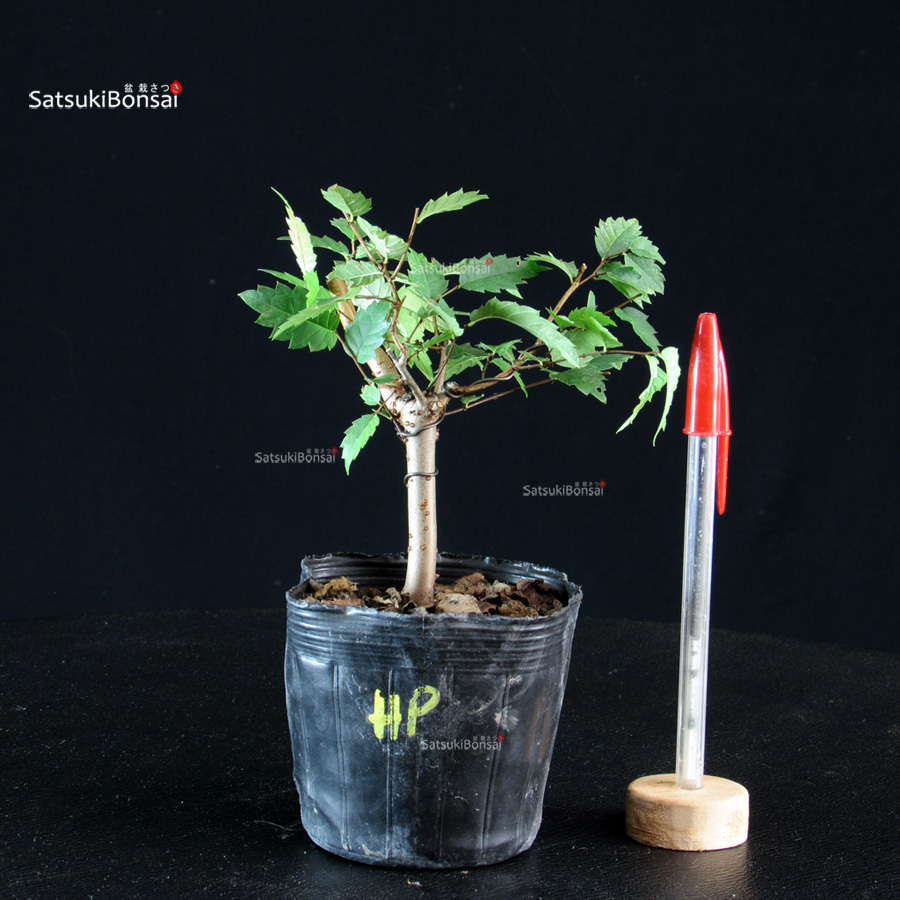 CV-26040-12-Zelkova-Serrata---Keyaki Zelkova Serrata - Keyaki - immagine 1
