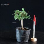 Zelkova Serrata - Keyaki