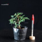 Zelkova Serrata - Keyaki
