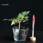 Zelkova Serrata - Keyaki