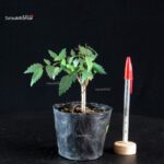 Zelkova Serrata - Keyaki