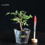 Zelkova Serrata - Keyaki