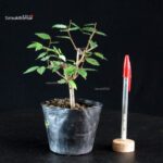 Zelkova Serrata - Keyaki
