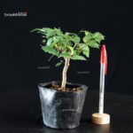 Zelkova Serrata - Keyaki