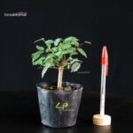 Zelkova Serrata - Keyaki