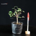 Zelkova Serrata - Keyaki