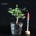 Zelkova Serrata - Keyaki