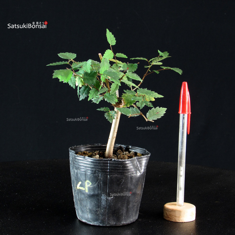 CV-26040-4-Zelkova-Serrata---Keyaki Zelkova Serrata - Keyaki - immagine 1