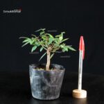Zelkova Serrata - Keyaki
