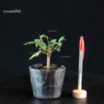Zelkova Serrata - Keyaki