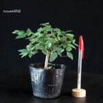 Zelkova Serrata - Keyaki