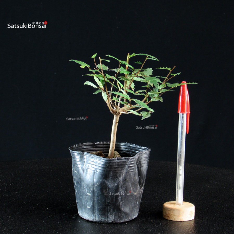 CV-26040-9-Zelkova-Serrata---Keyaki Zelkova Serrata - Keyaki - immagine 1