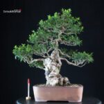 Myrtus communis - Mirto
