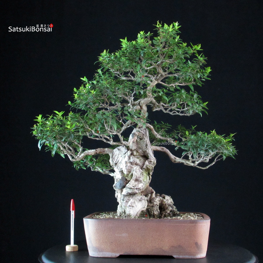 CV-26041_1-Mirtus-communis Myrtus communis - Mirto - immagine 1