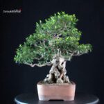 Myrtus communis - Mirto - immagine 2