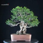 Myrtus communis - Mirto - immagine 3