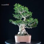 Myrtus communis - Mirto - immagine 4